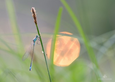 Macro workshop