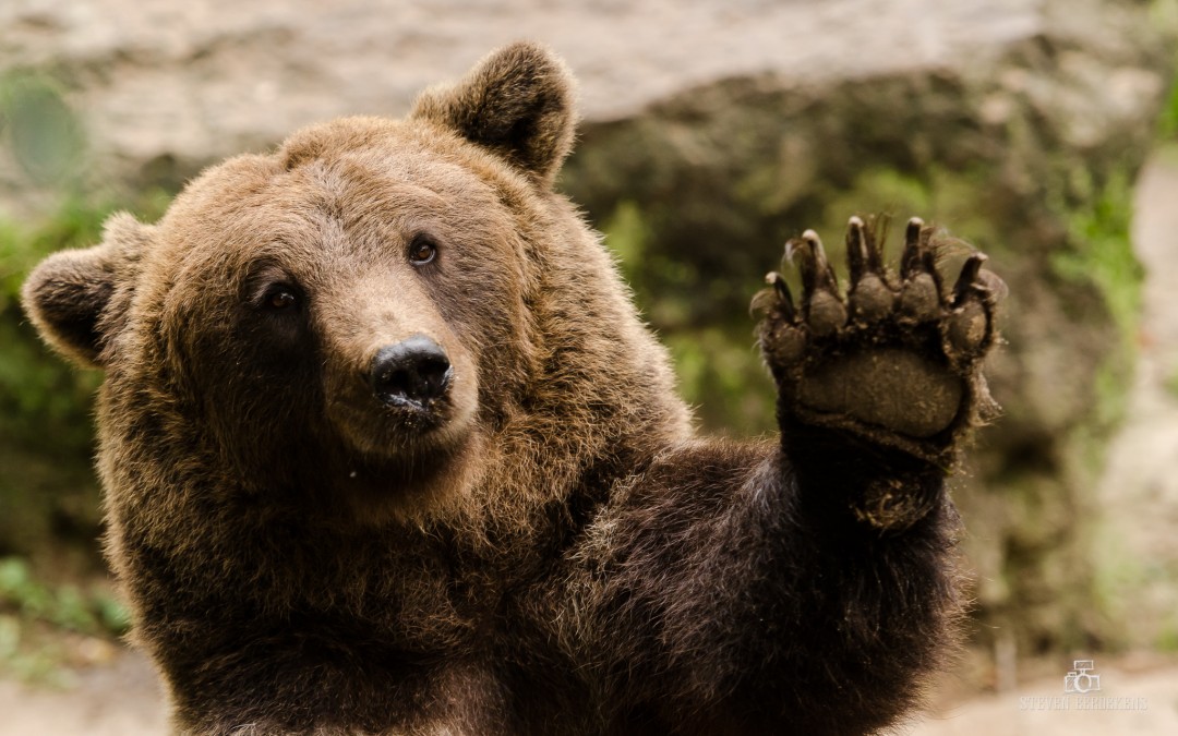 Europese zoogdieren