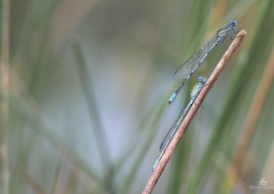 Waterjuffers en Libellen